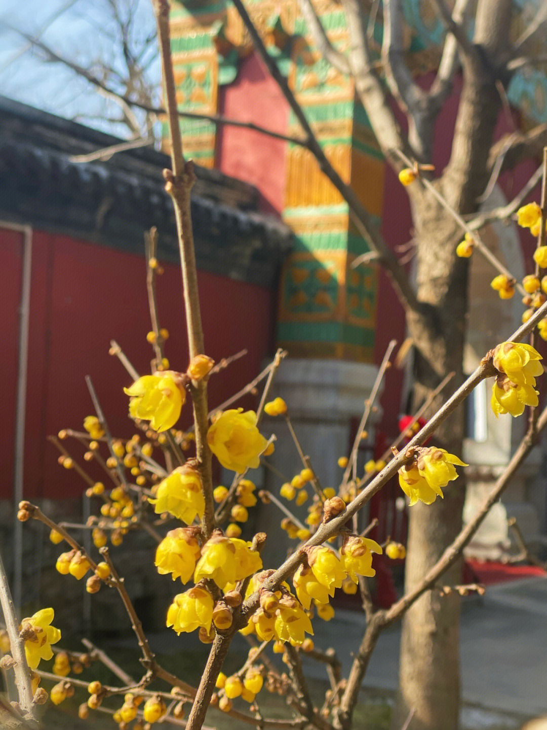 早春时节腊梅最佳观赏地卧佛寺,阳光明媚,古香古色红墙碧瓦,暗香浮动