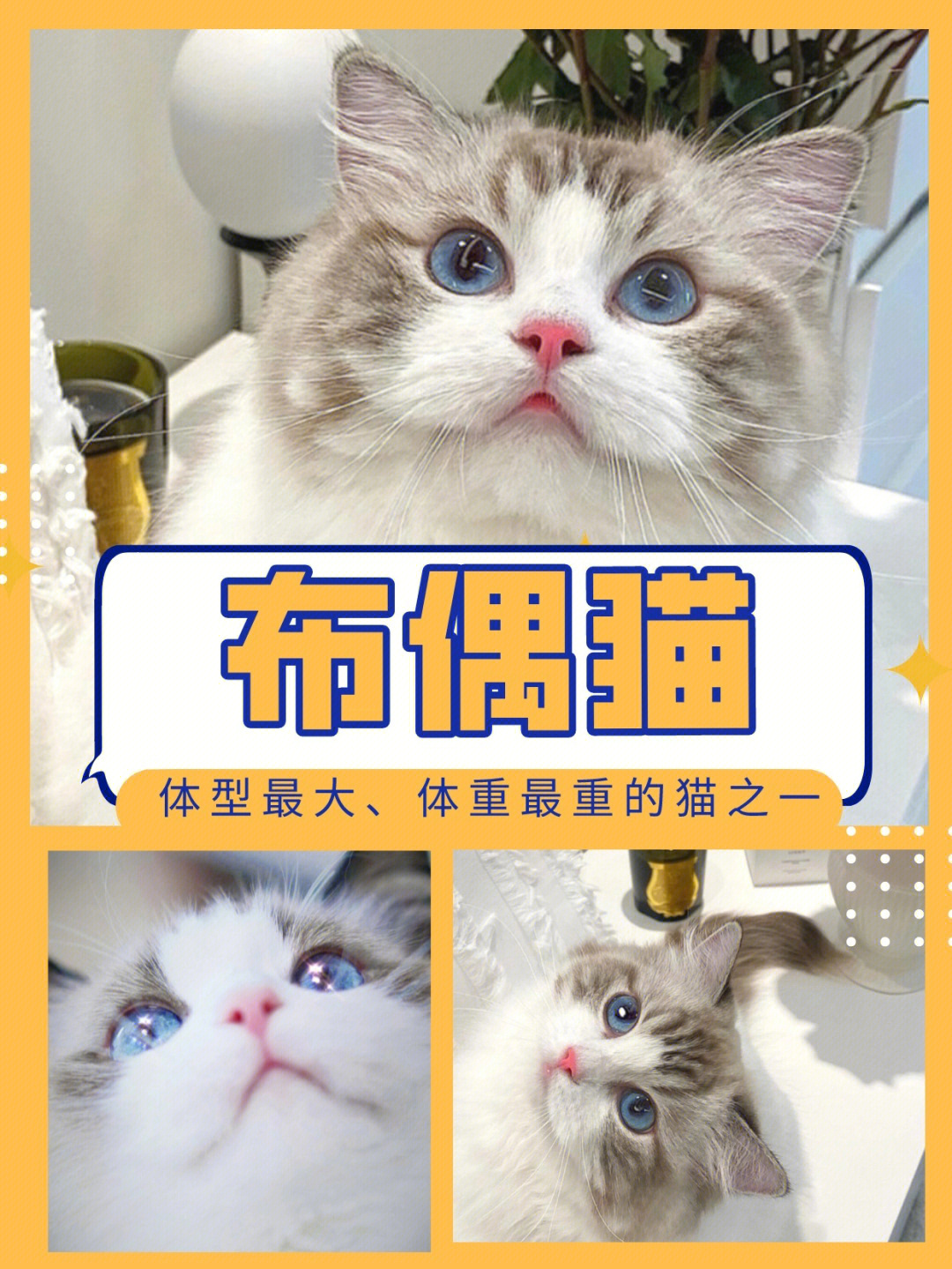 布偶猫体型最大体重最重的猫之一