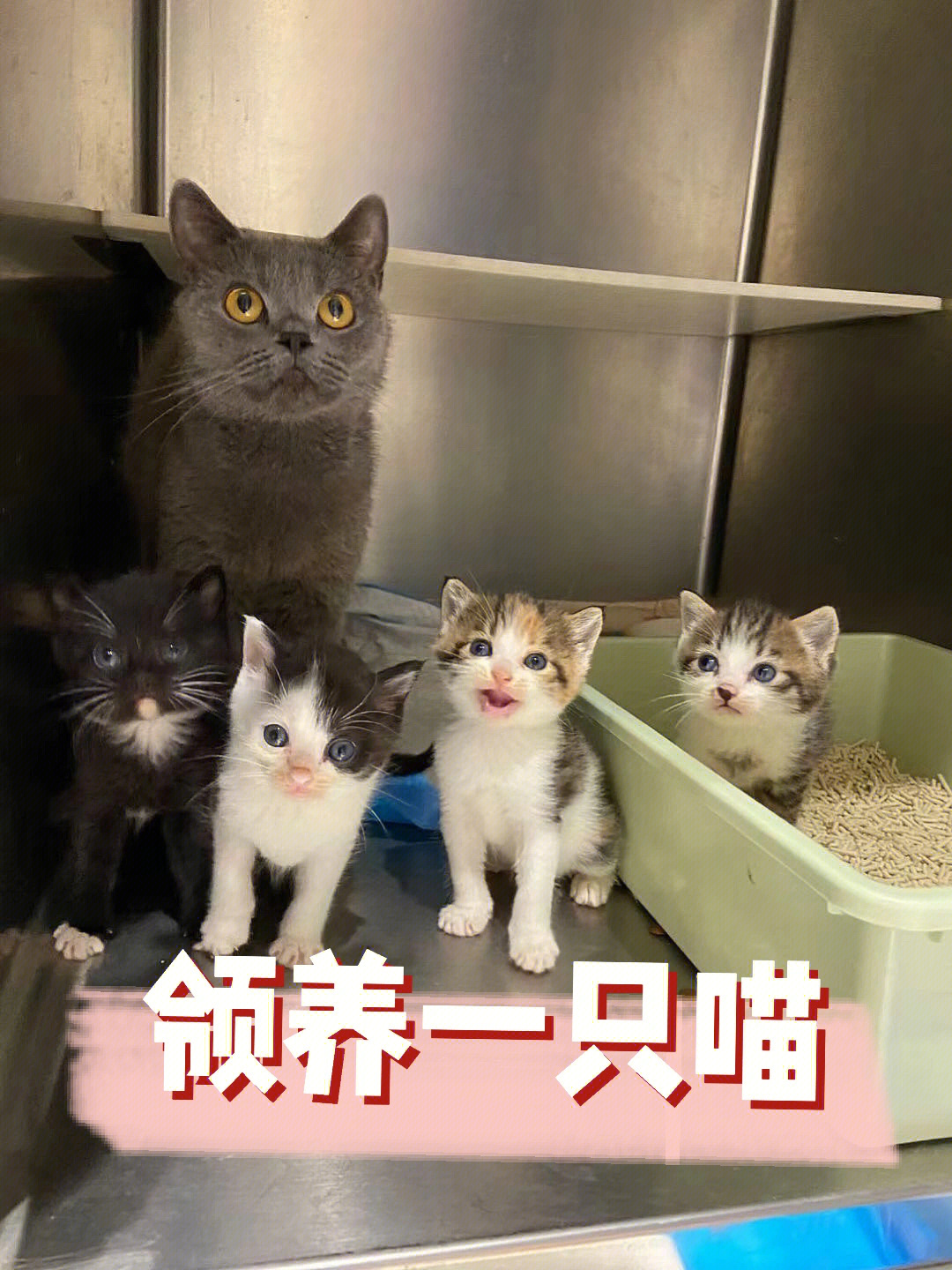 混血蓝猫和纯种蓝猫图片