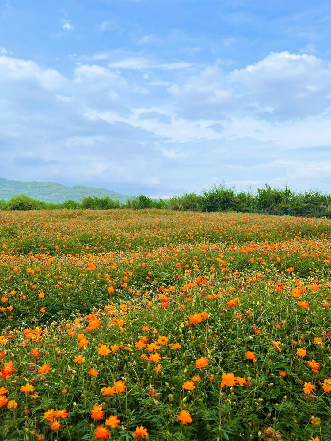 福州花海公园置身花海静享花开