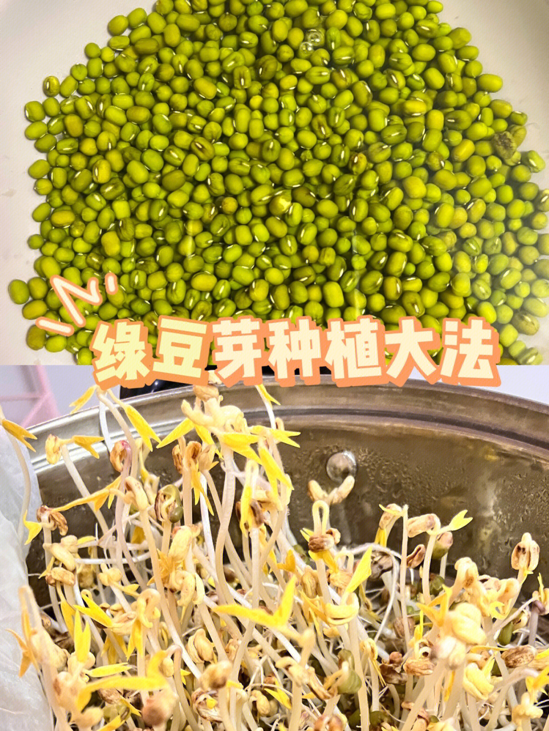 疫情的上海,自己动手丰衣足食97绿豆芽种植成功撒花9497方法