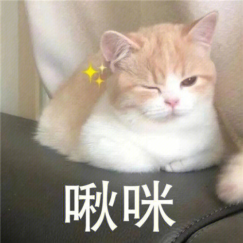 2d猫猫表情包图片