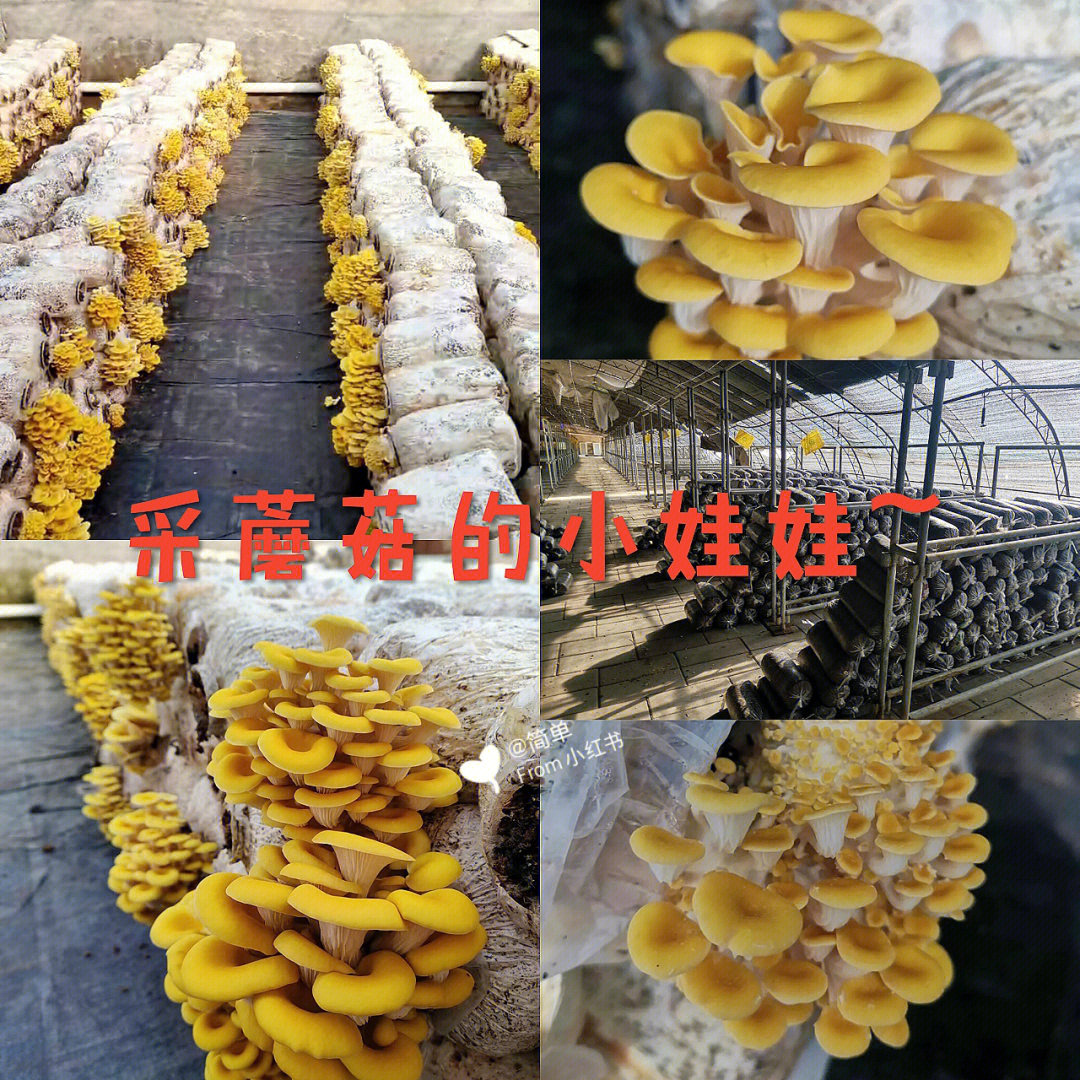 榆黄菇的生长过程图片图片