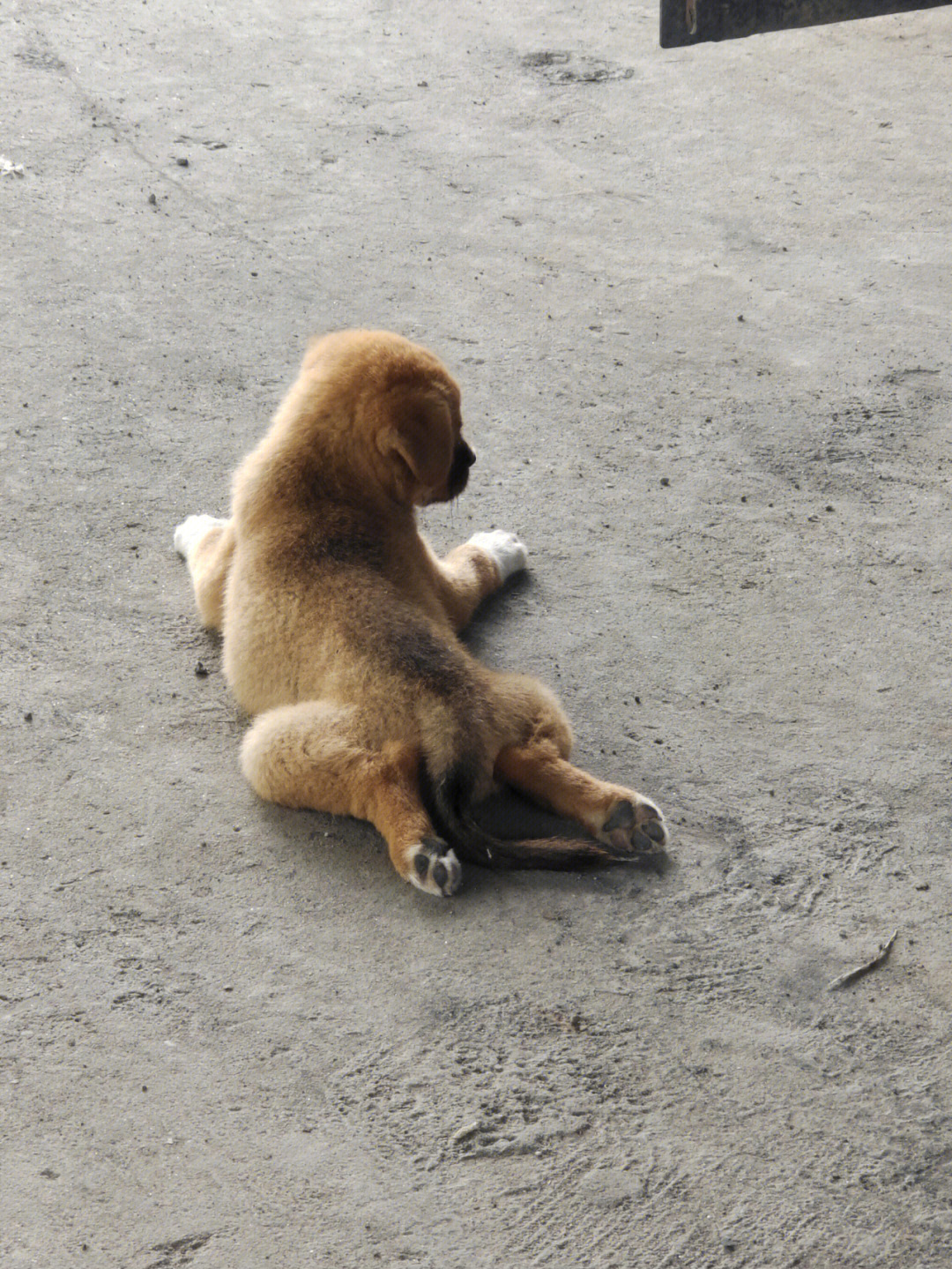 阿拉斯加犬幼犬趴着图片