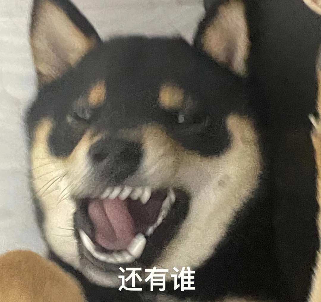 柴犬乱杀表情包出处图片