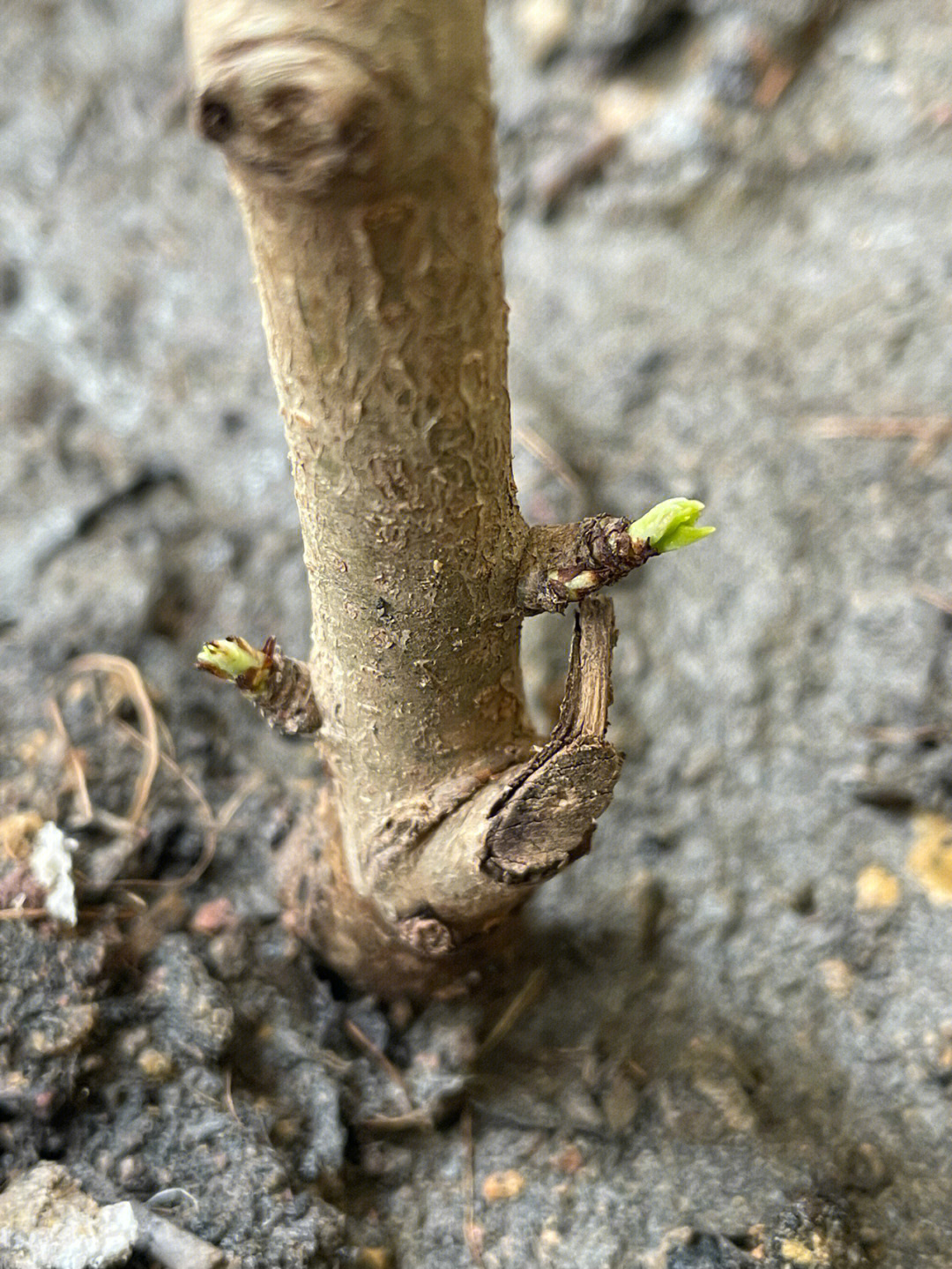 李树叶芽和花芽的图片图片