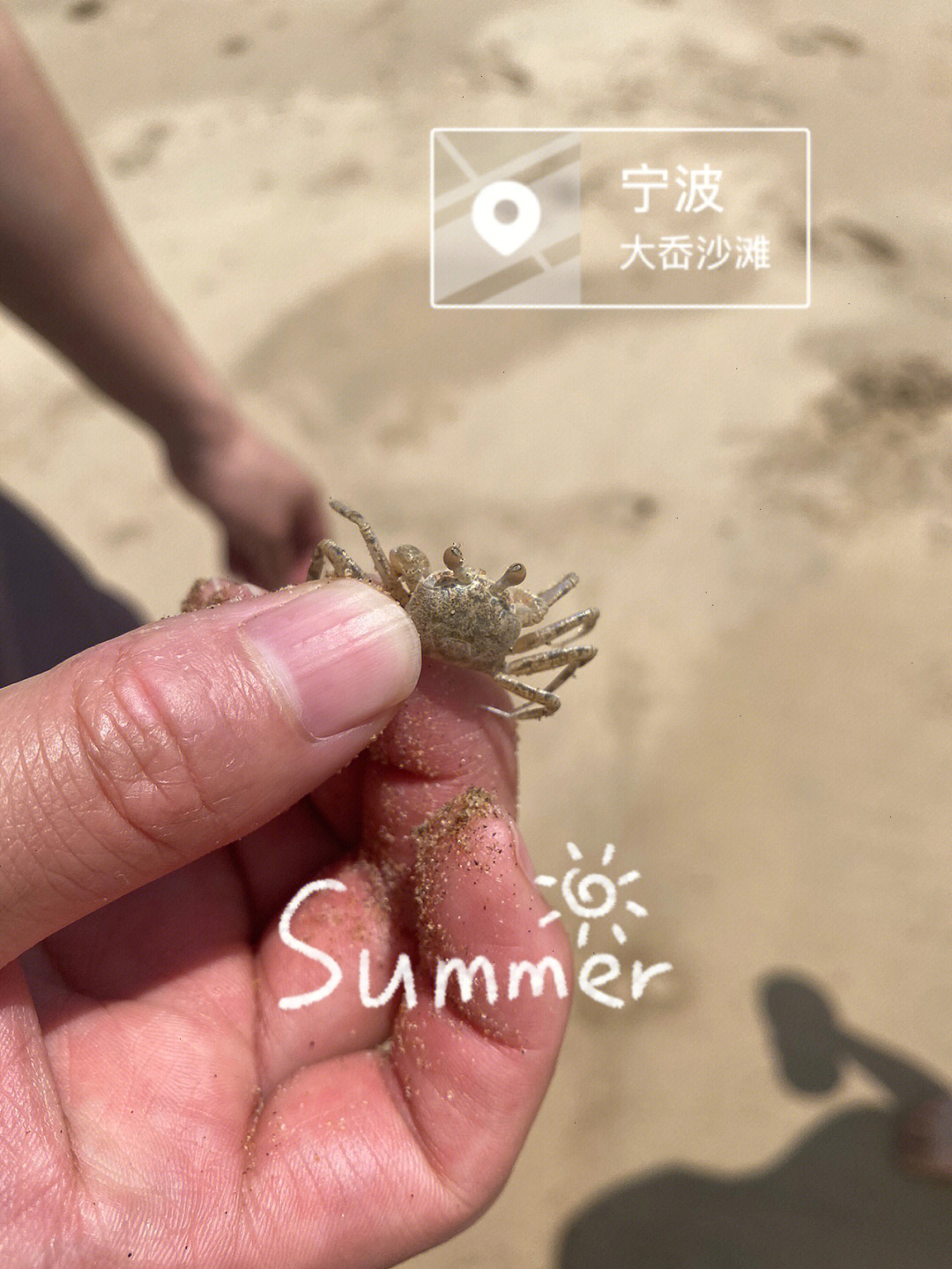 海滩上的沙蟹能吃吗图片