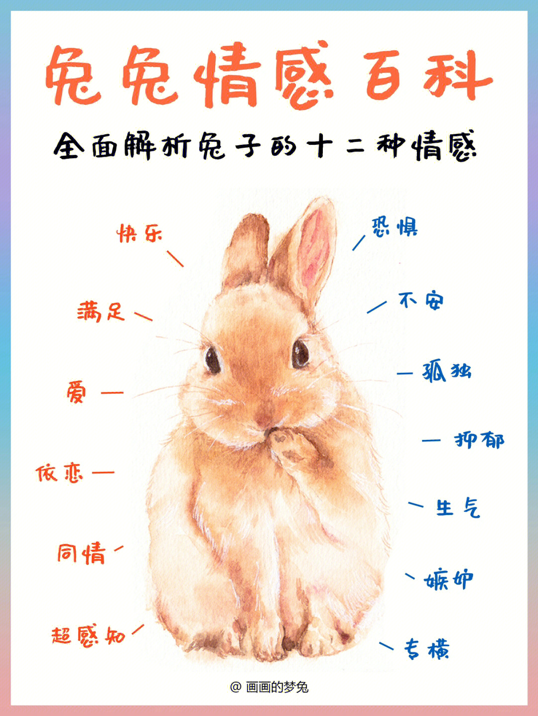 兔子怎么分辨图片