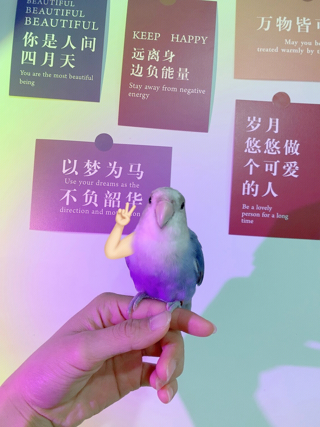 紫色大头鹦鹉图片图片