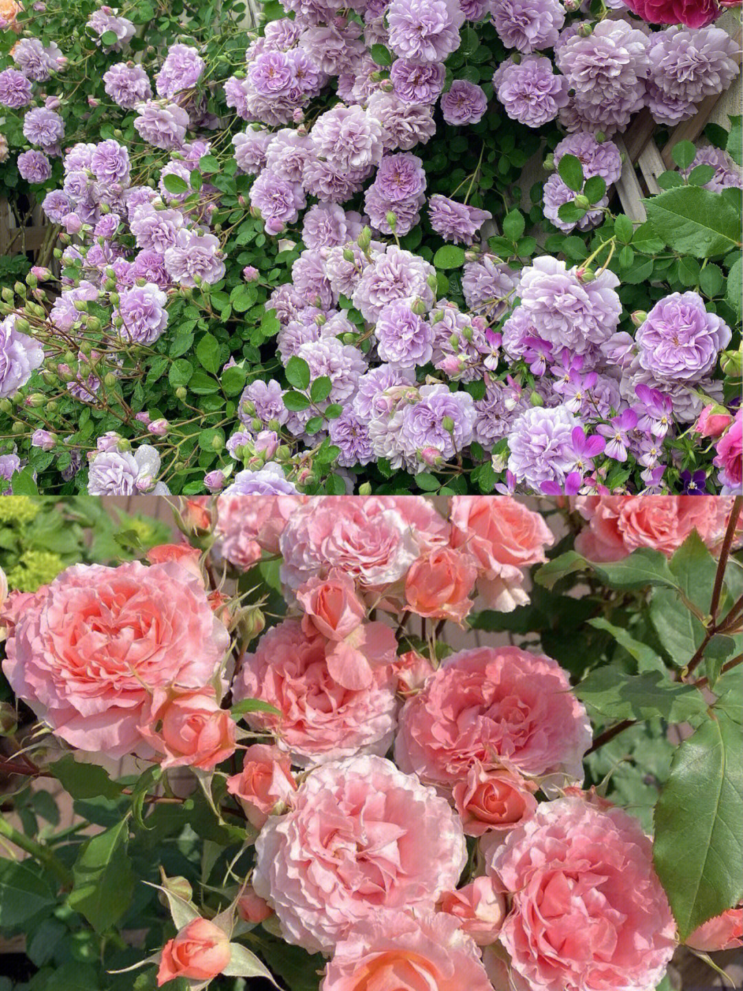 图片是上海花友@玮凡宝宝楼顶花园的月季花:蓝色阴雨,珊瑚果冻和藤小