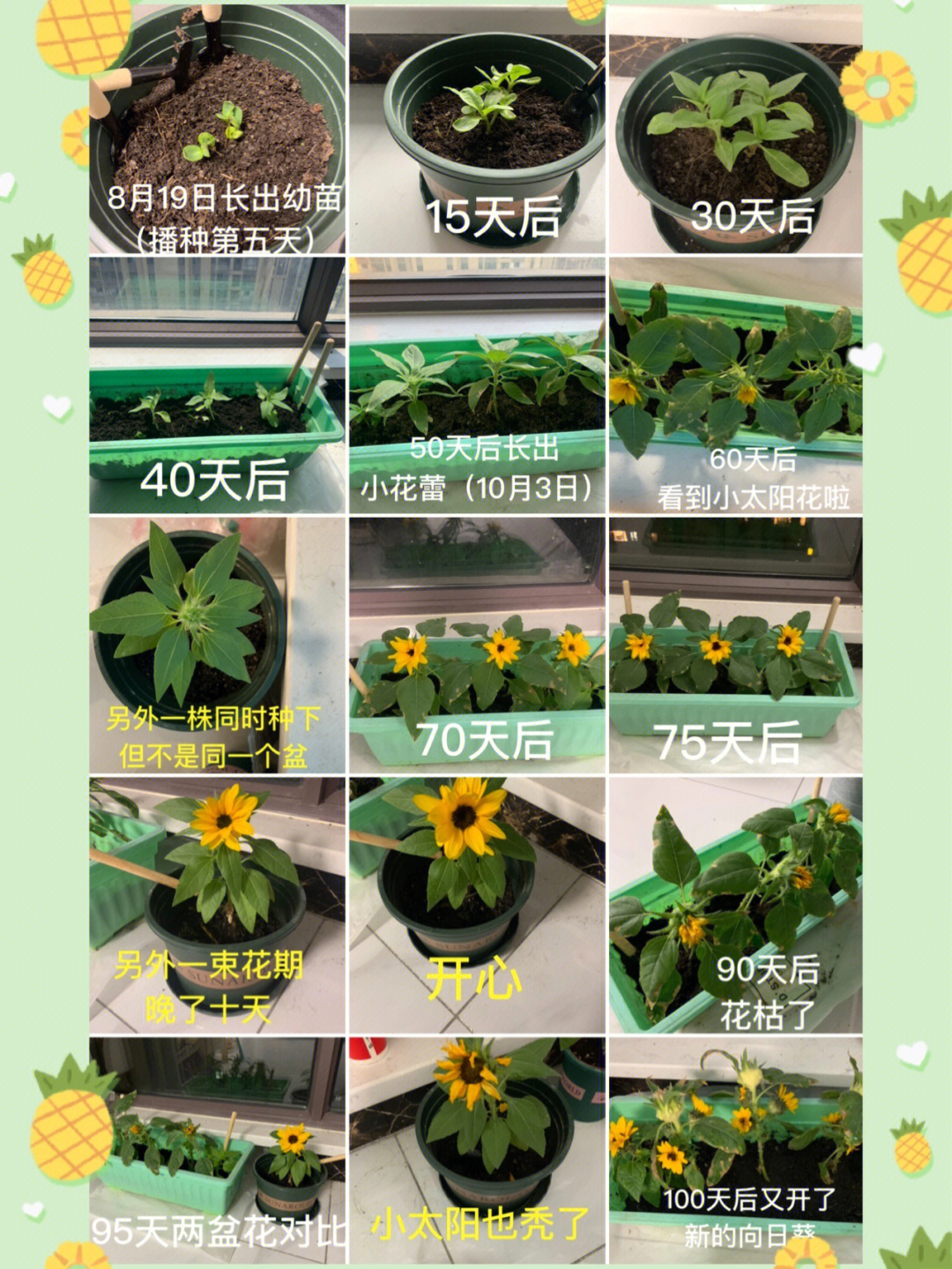 矮生向日葵种植方法图片