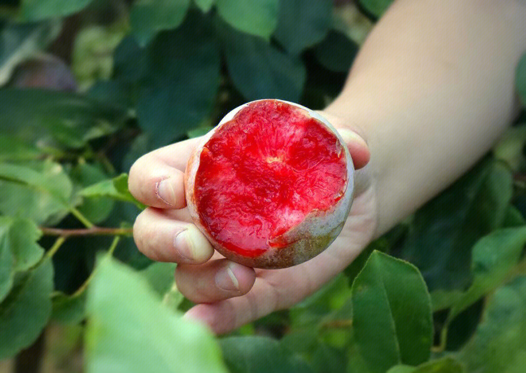 夏天不能少了芙蓉李