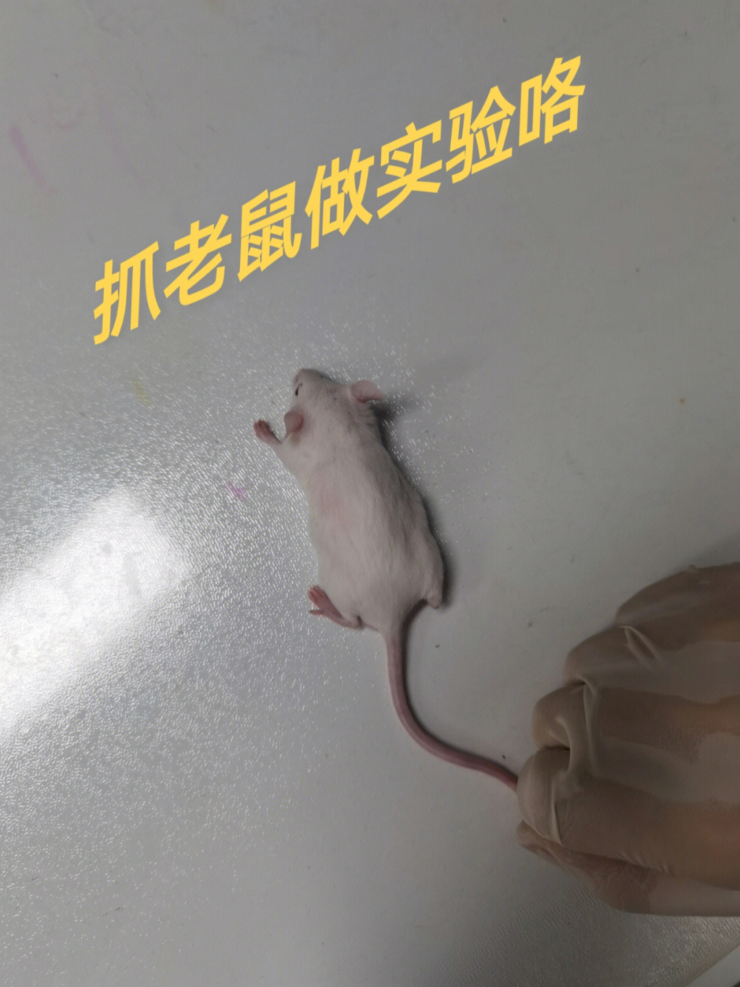 实验课抓小白鼠
