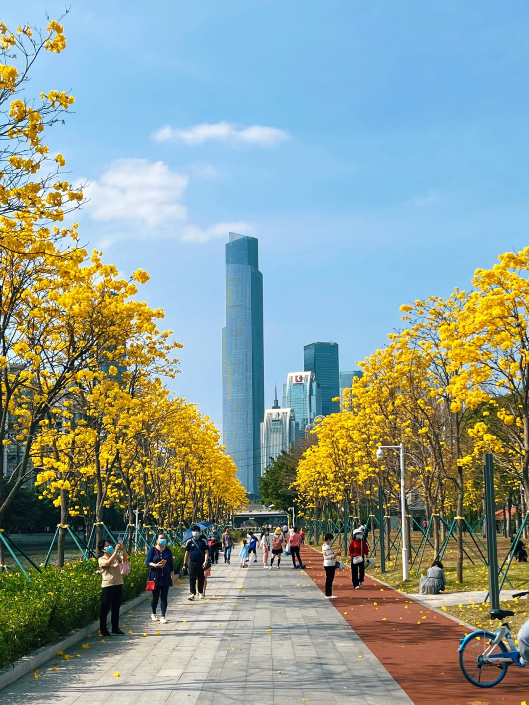 广州磨碟沙公园的黄花风铃木开了