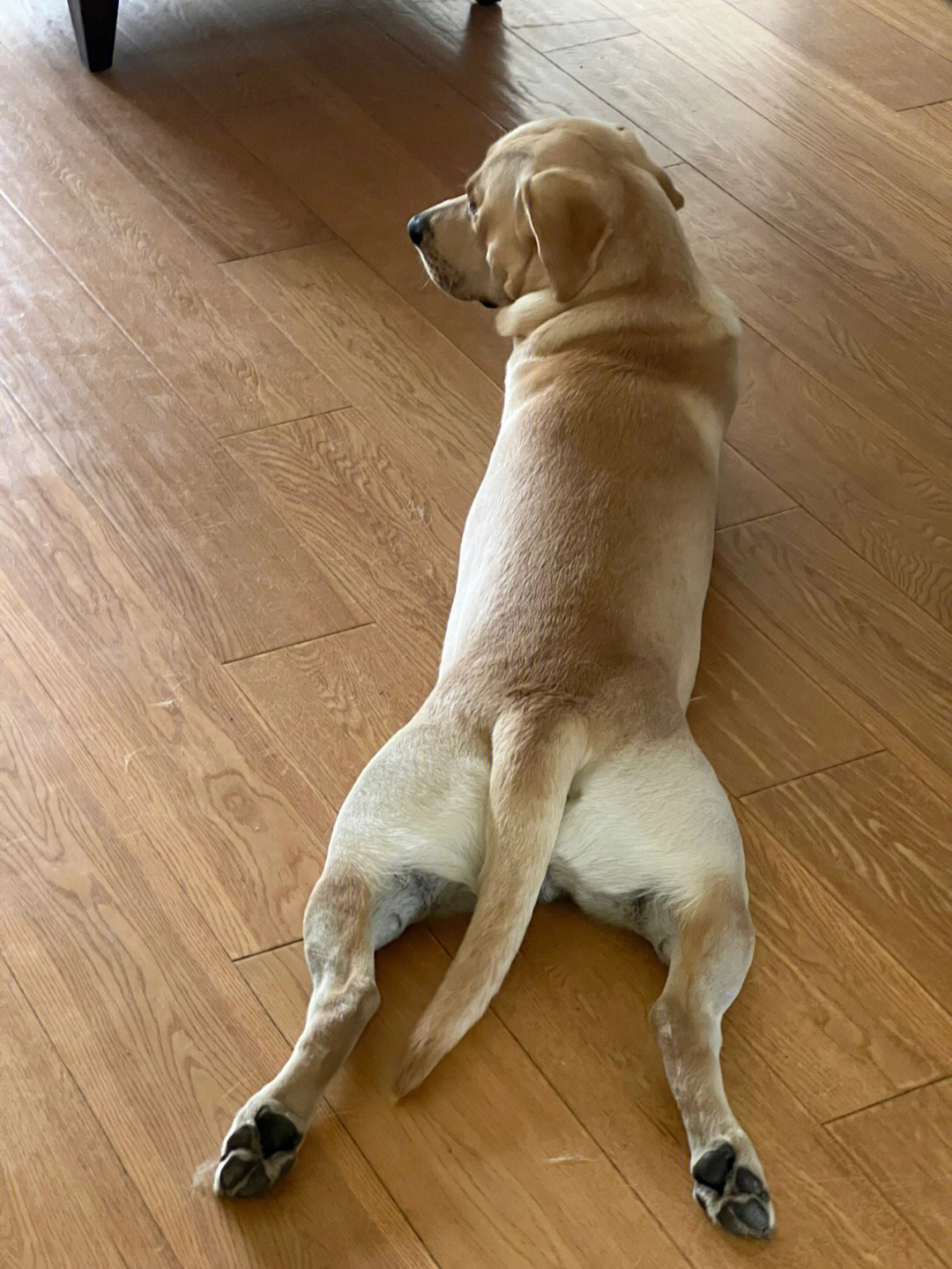 狗趴着的姿势代表图片