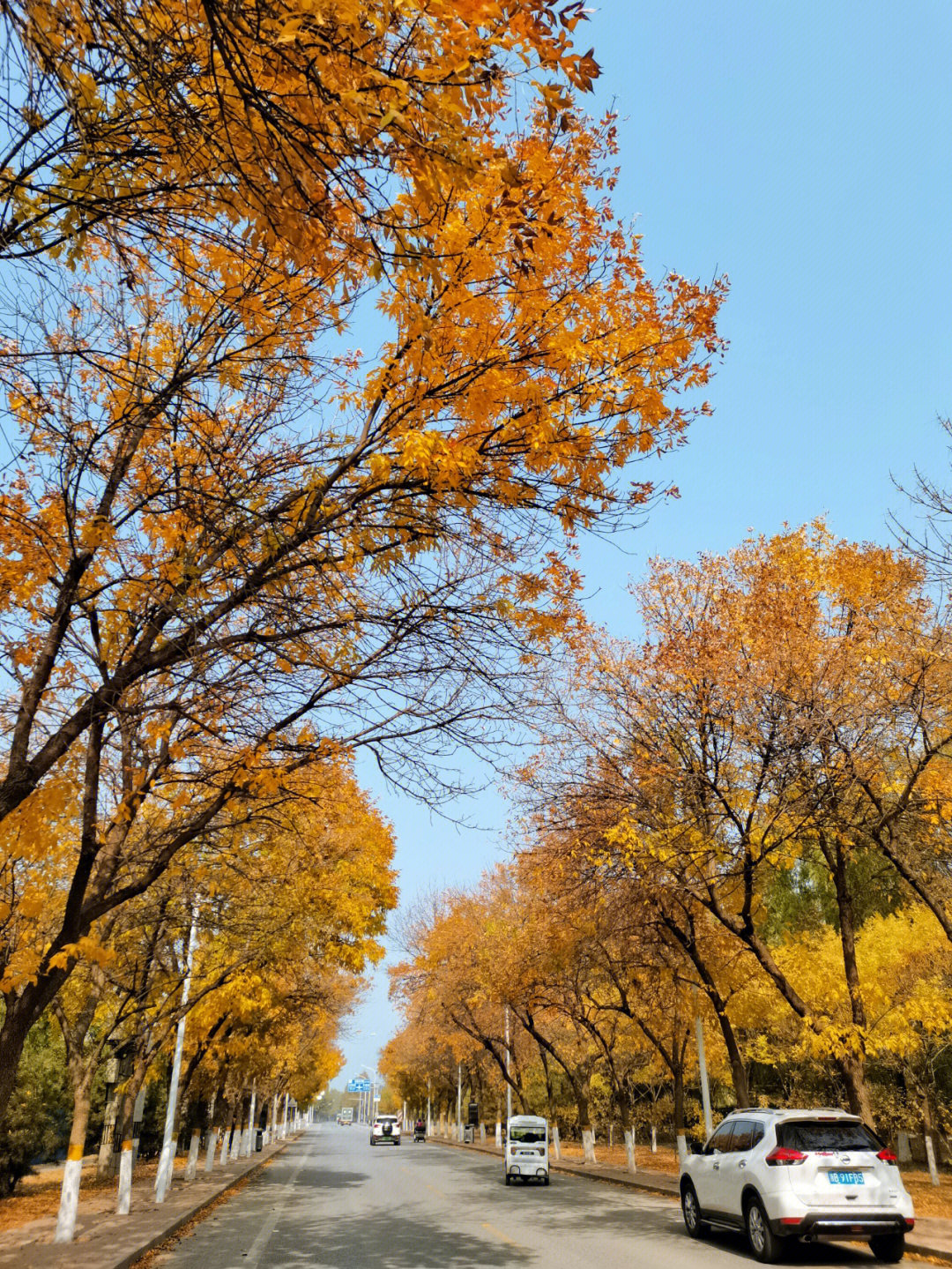长青路的白蜡树进入最佳观赏期,秋日暖阳下的金色白蜡树 秋意正浓.