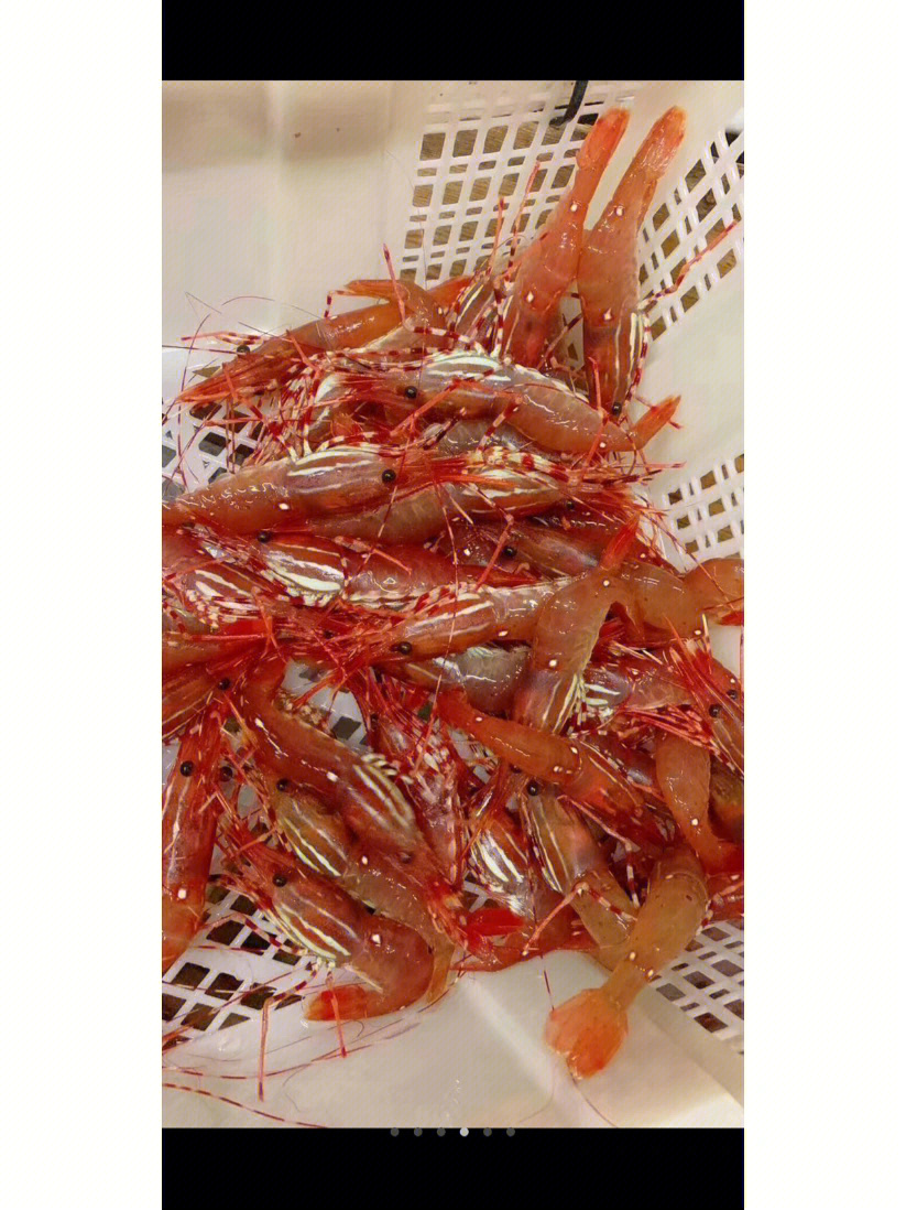 华盛超市周二今天温哥华游水牡丹虾继续3299/磅