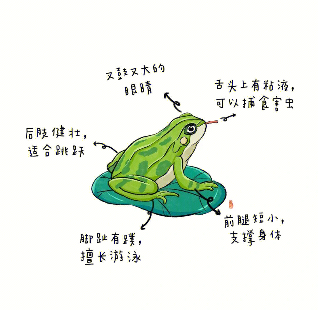 甲贺忍蛙的进化过程图片