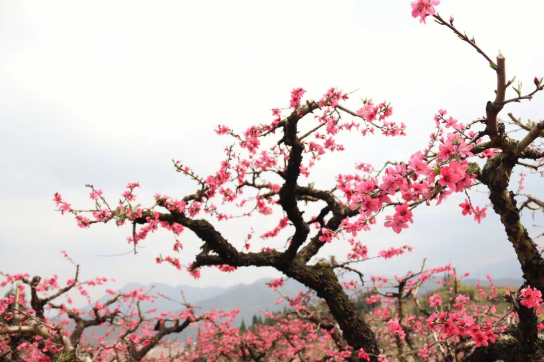 河源连平桃花图片