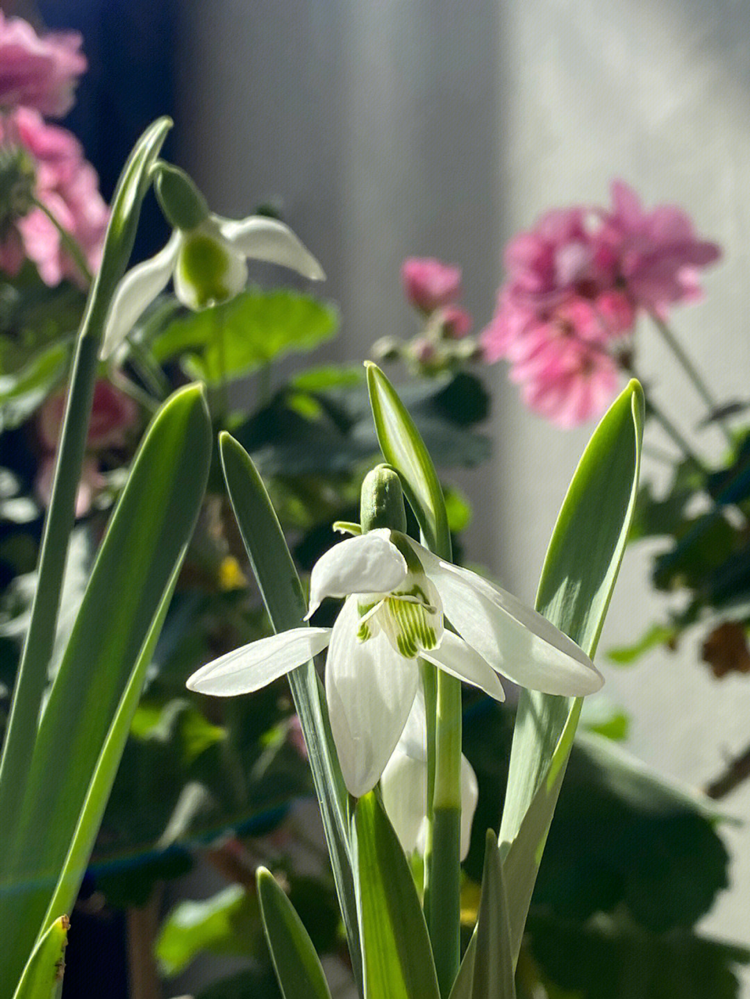 雪滴花表情包图片