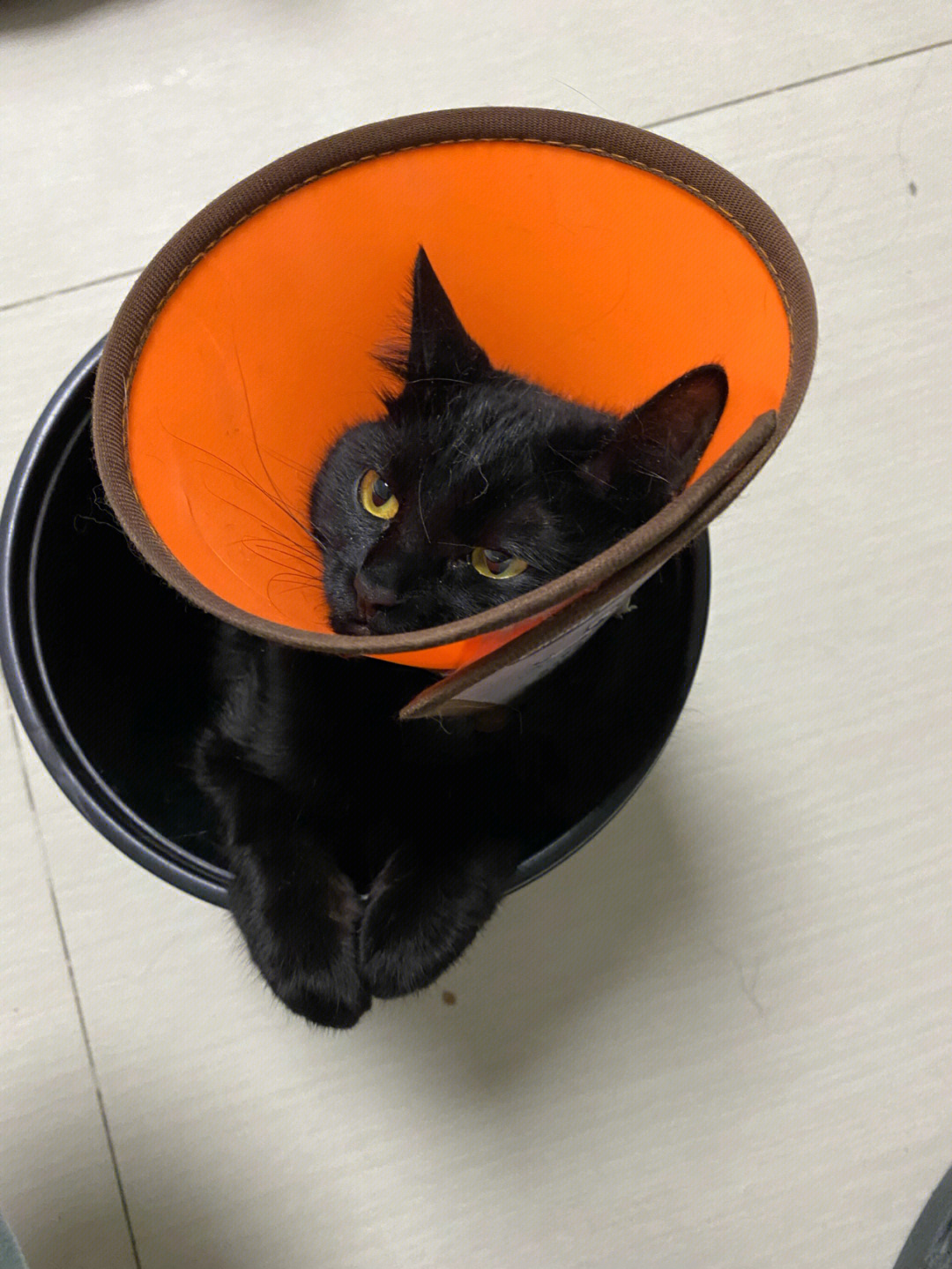 垃圾桶上的黑猫图片