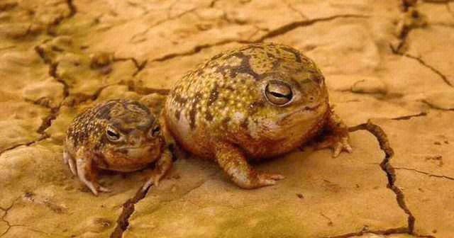 沙漠小奇葩沙漠雨蛙
