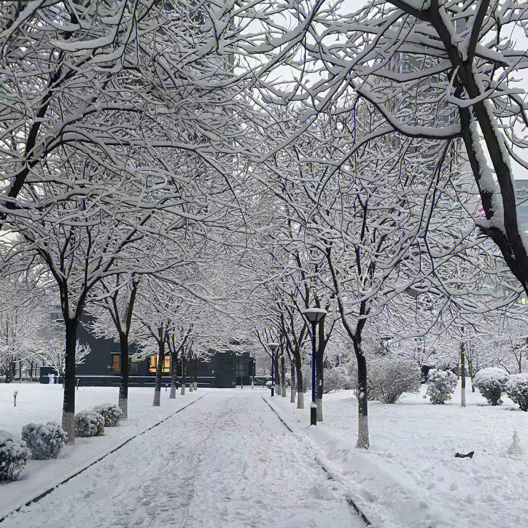 北京今天下雪了吗图片
