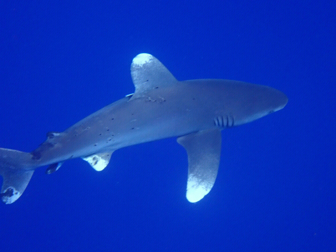 红海远洋白鳍鲨