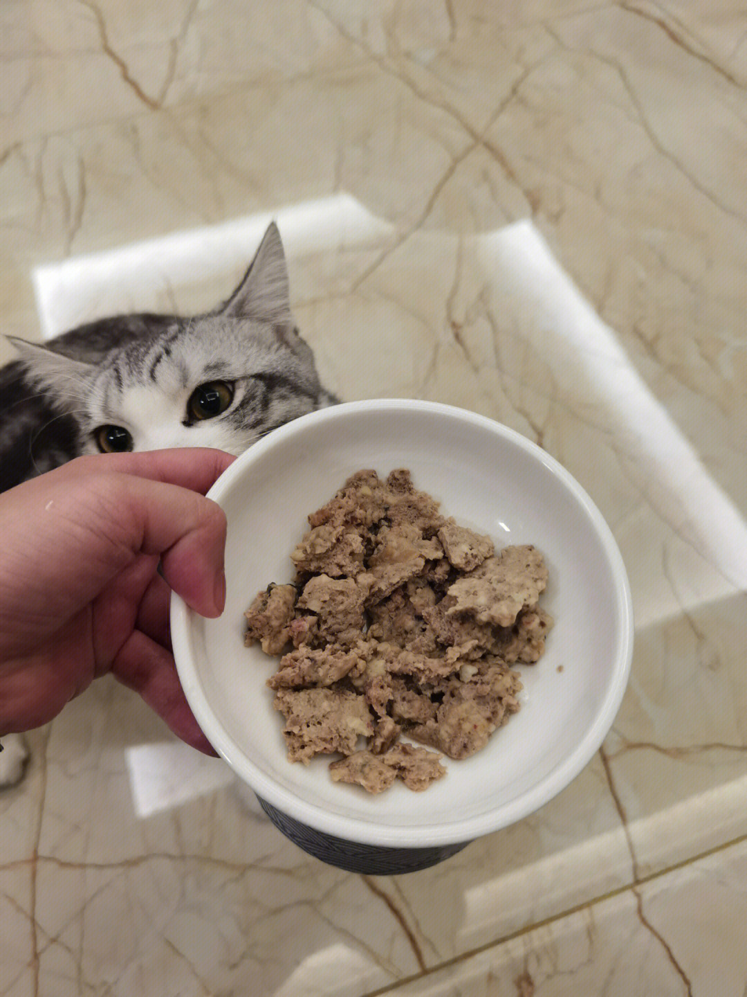 自制猫饭