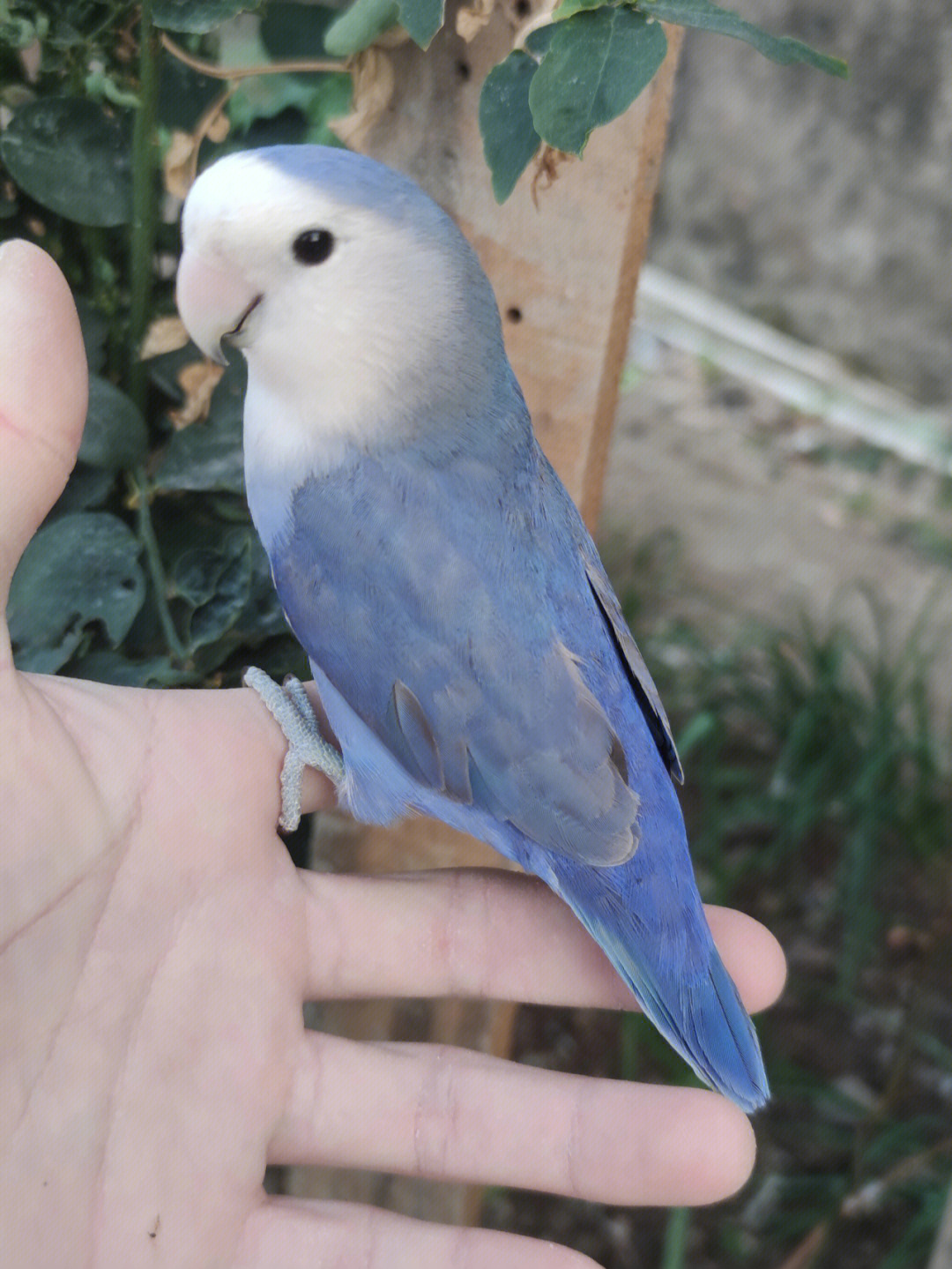 白面蓝花桃牡丹鹦鹉图片