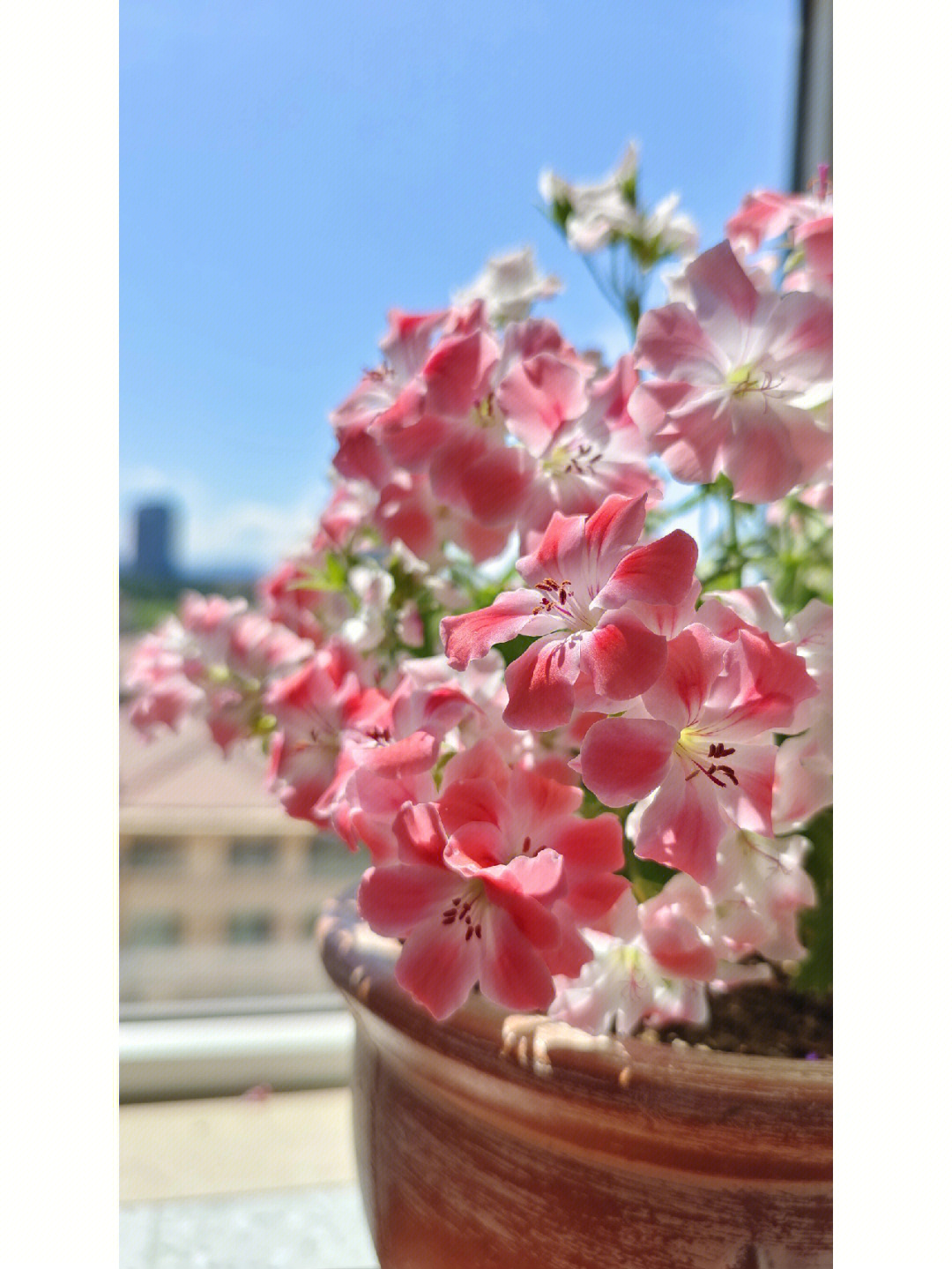 粉色天竺葵花语图片