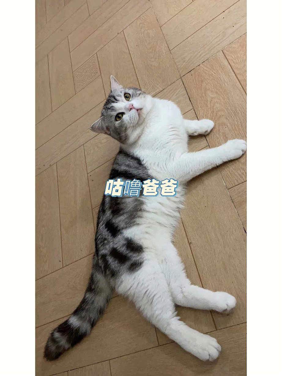 美短猫猫的尴尬期到底有多久救命