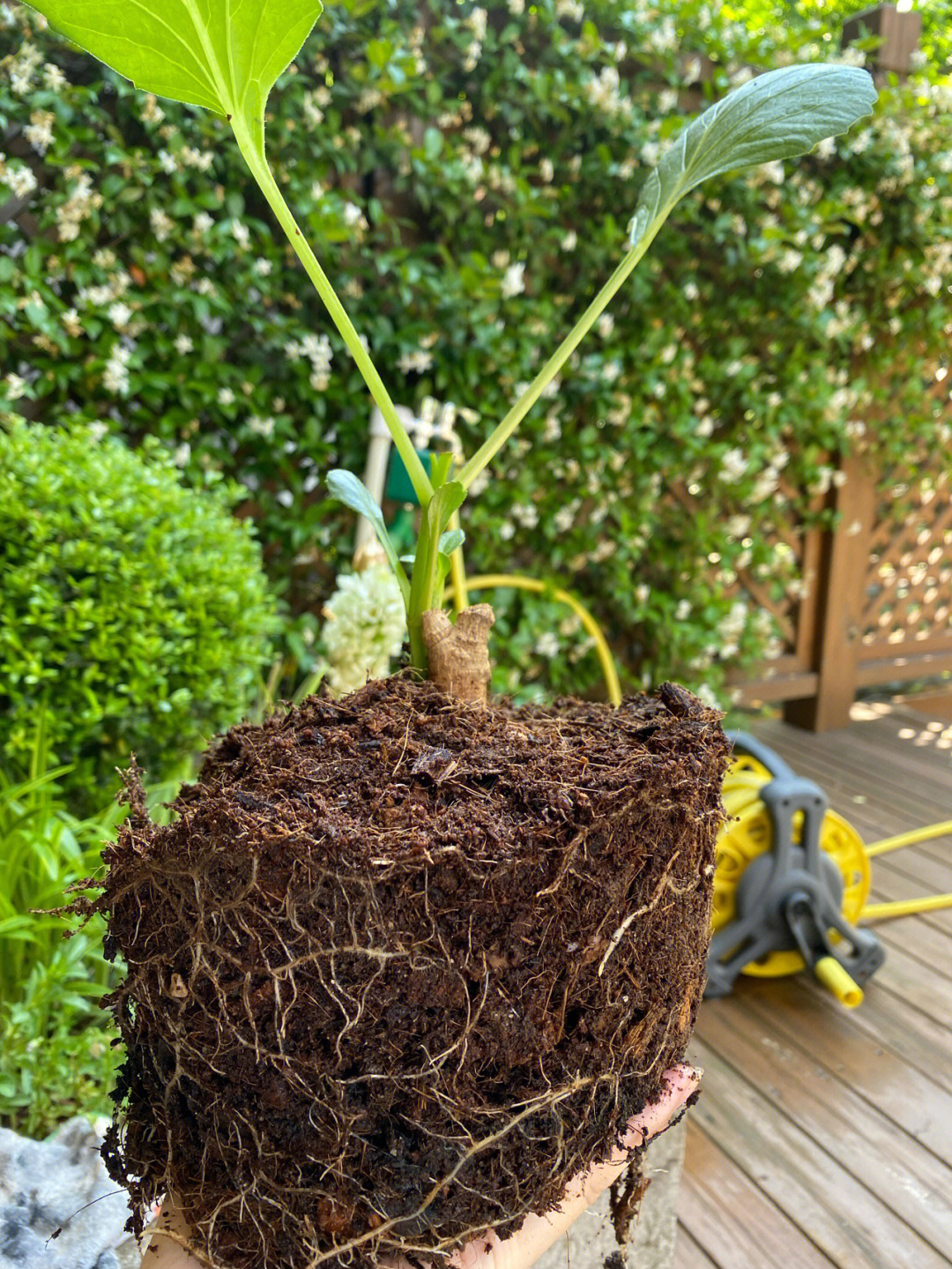 大丽花出芽定植