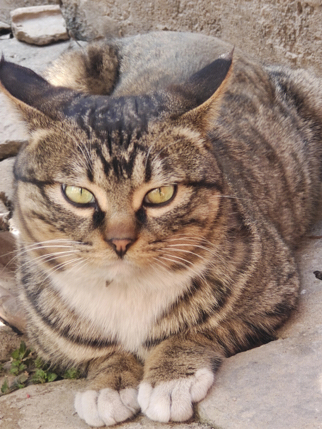 来自姥姥家猫猫的压迫感