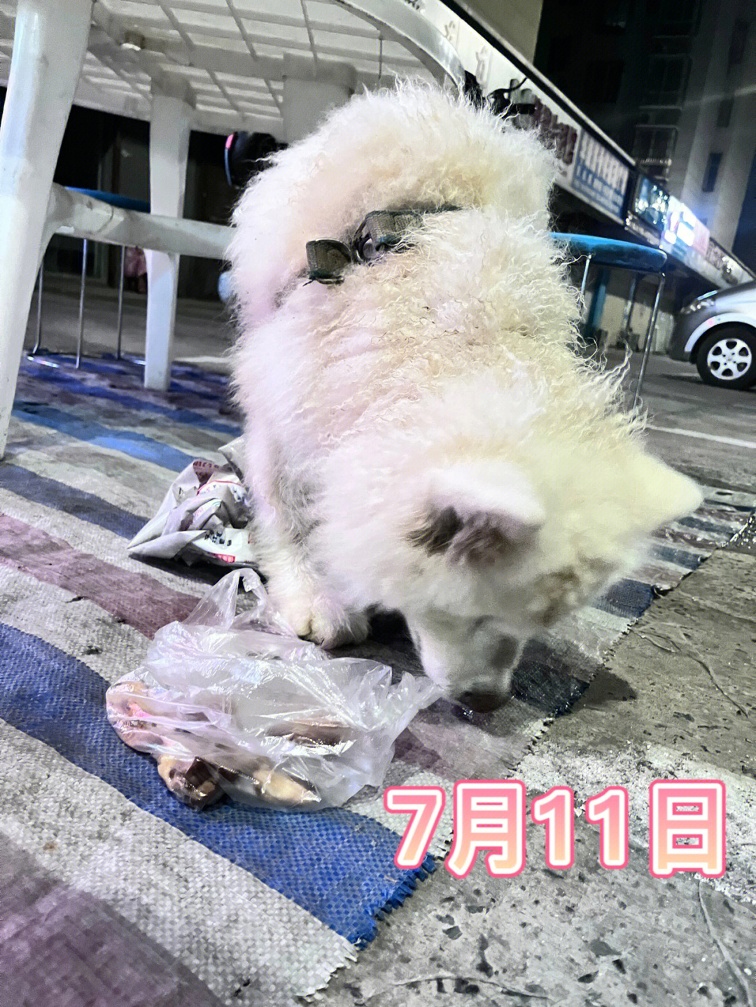 饺子店流浪狗萨摩耶被领养了