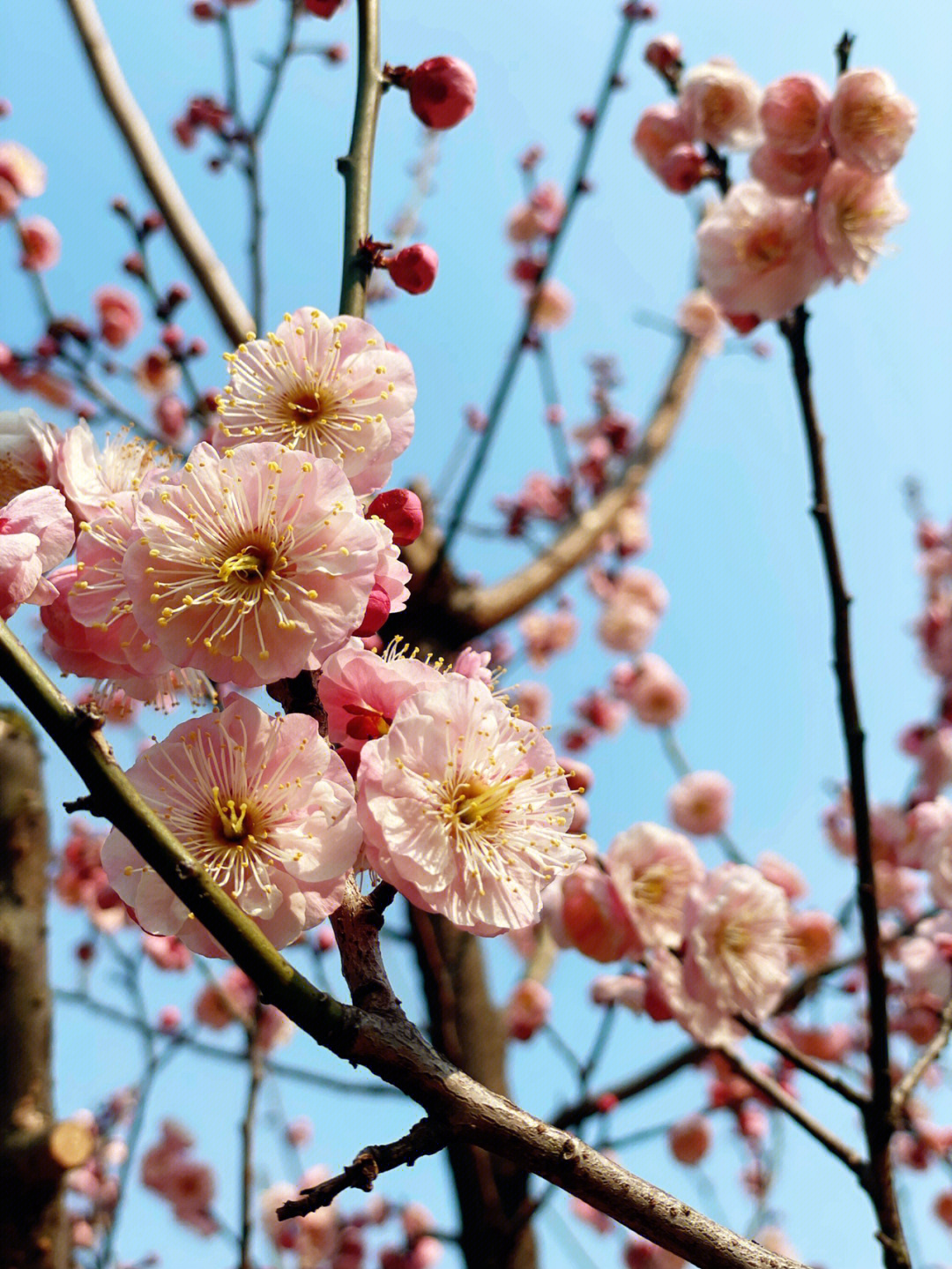 大余梅岭梅花开花时间图片