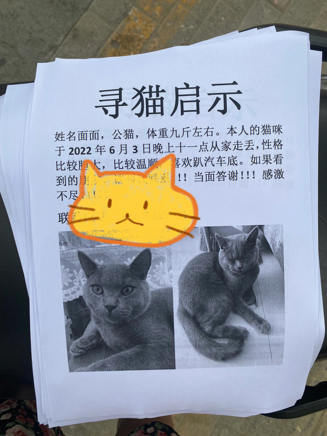 寻猫启示启事图片图片