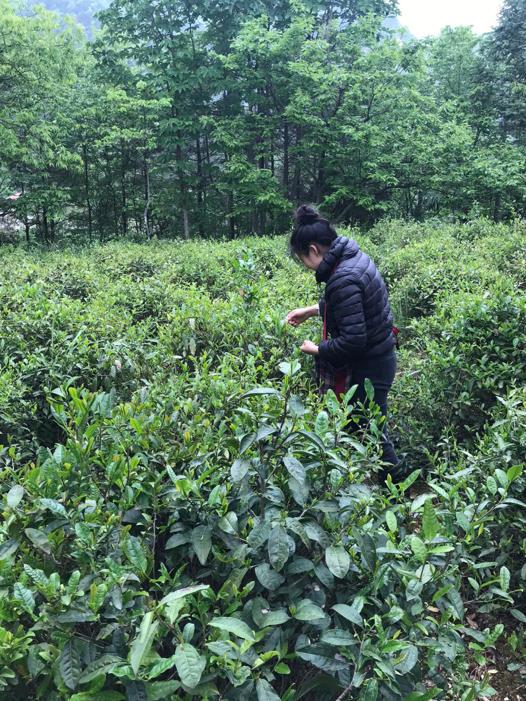 大别山高山绿茶,纯手工采摘,翻炒,烘焙,送礼佳品,需要的私信联系.