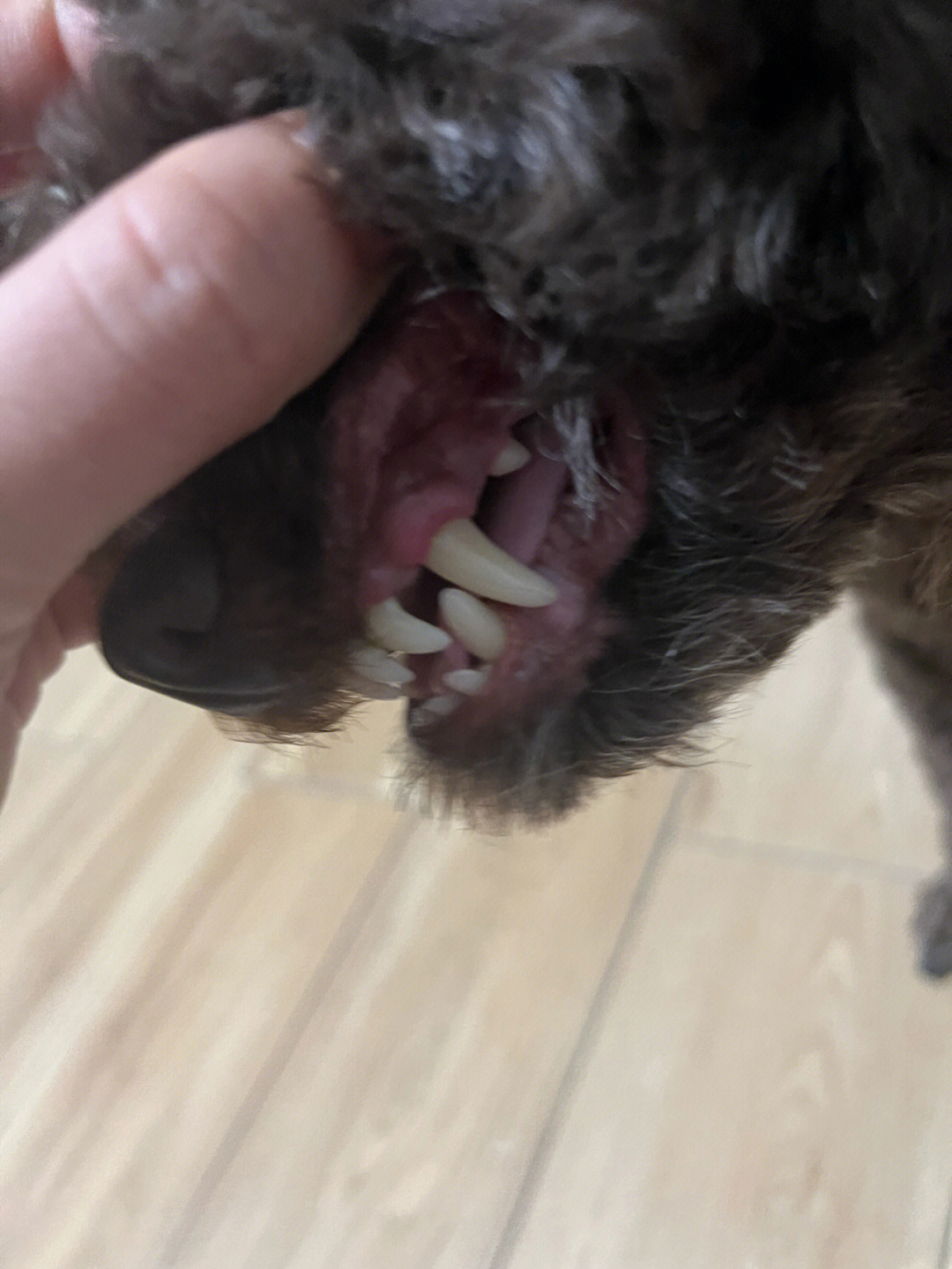 泰迪狗狗牙齿年龄图解图片