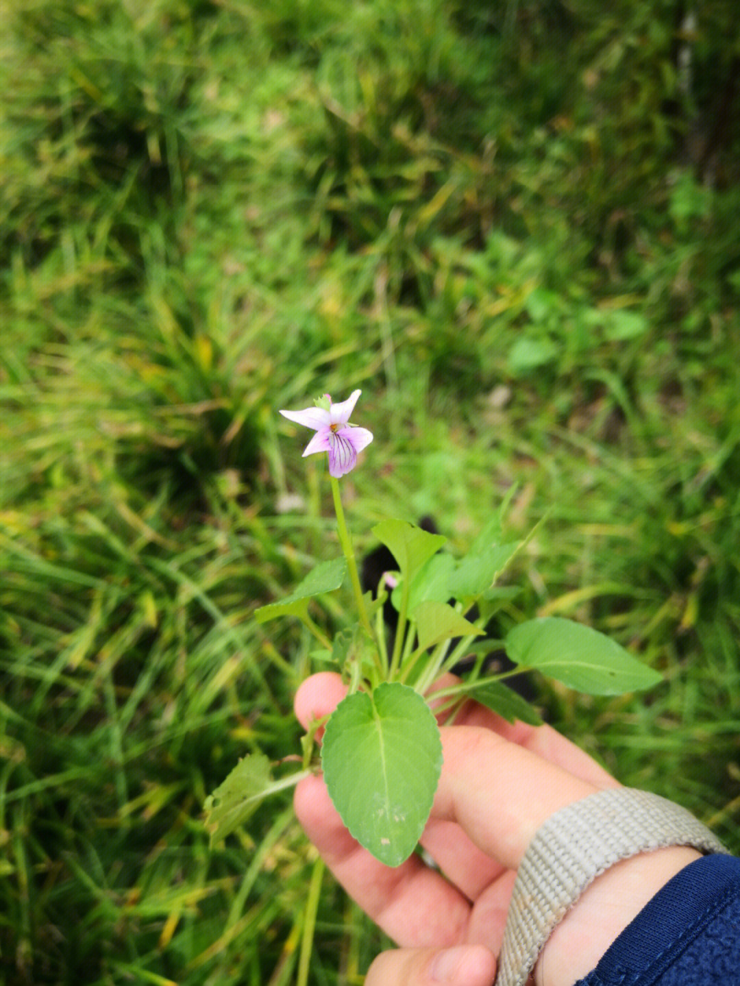 地丁,是一个庞大的种群,常用的走紫花地丁,黄花地丁两种,南方有苦地丁