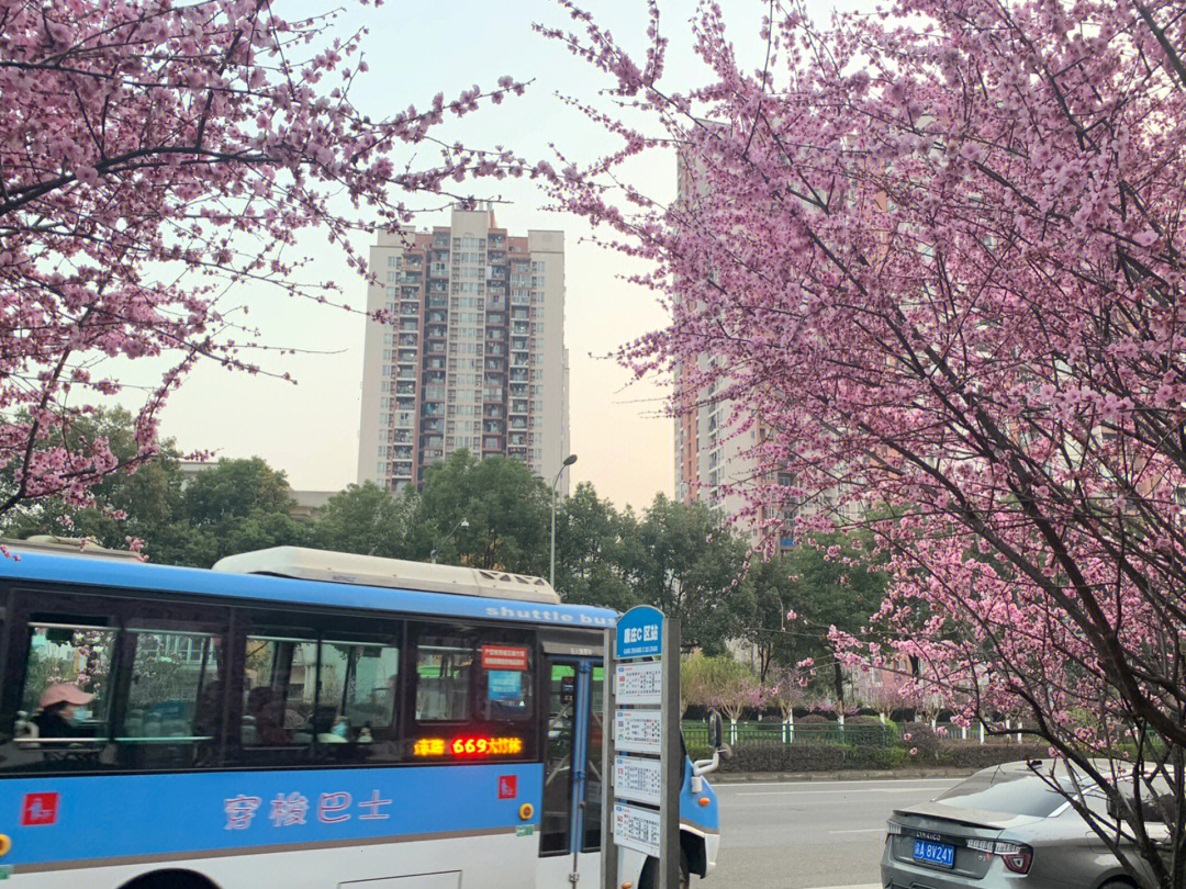 康庄看花图片