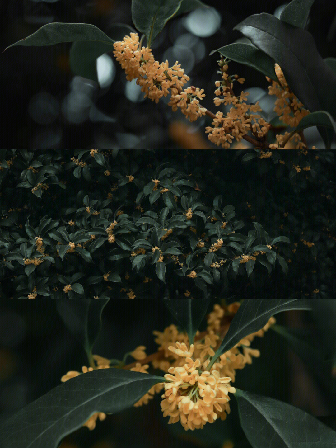 欲买桂花同载酒