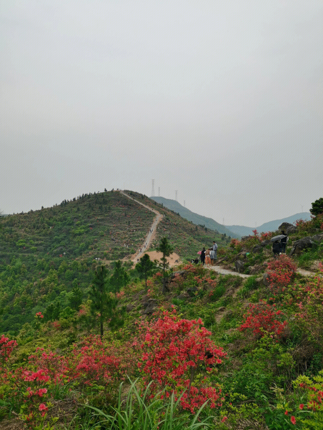 宜兴杜鹃花基地大浦图片