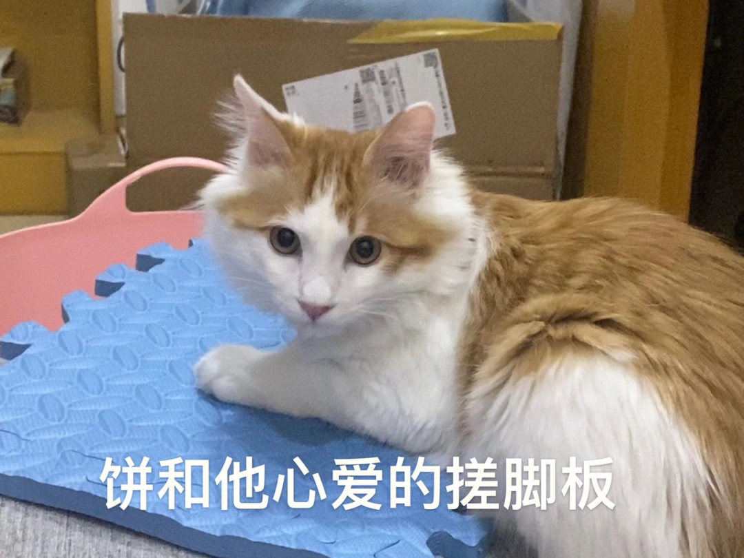 狮子猫吉他谱图片