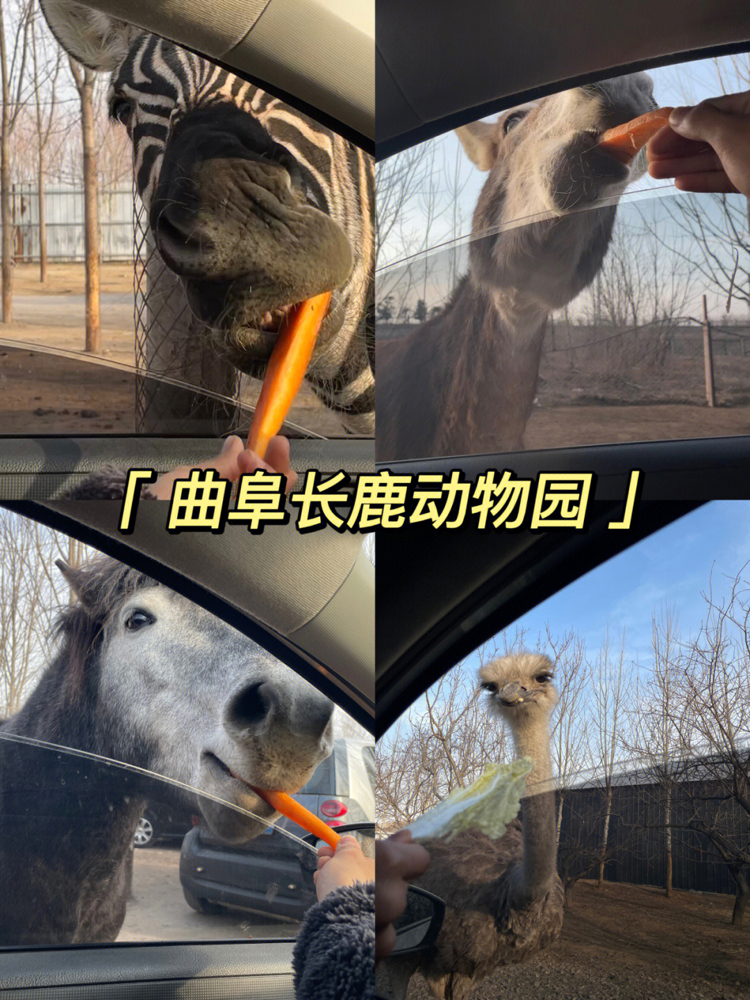 邹城动物园图片