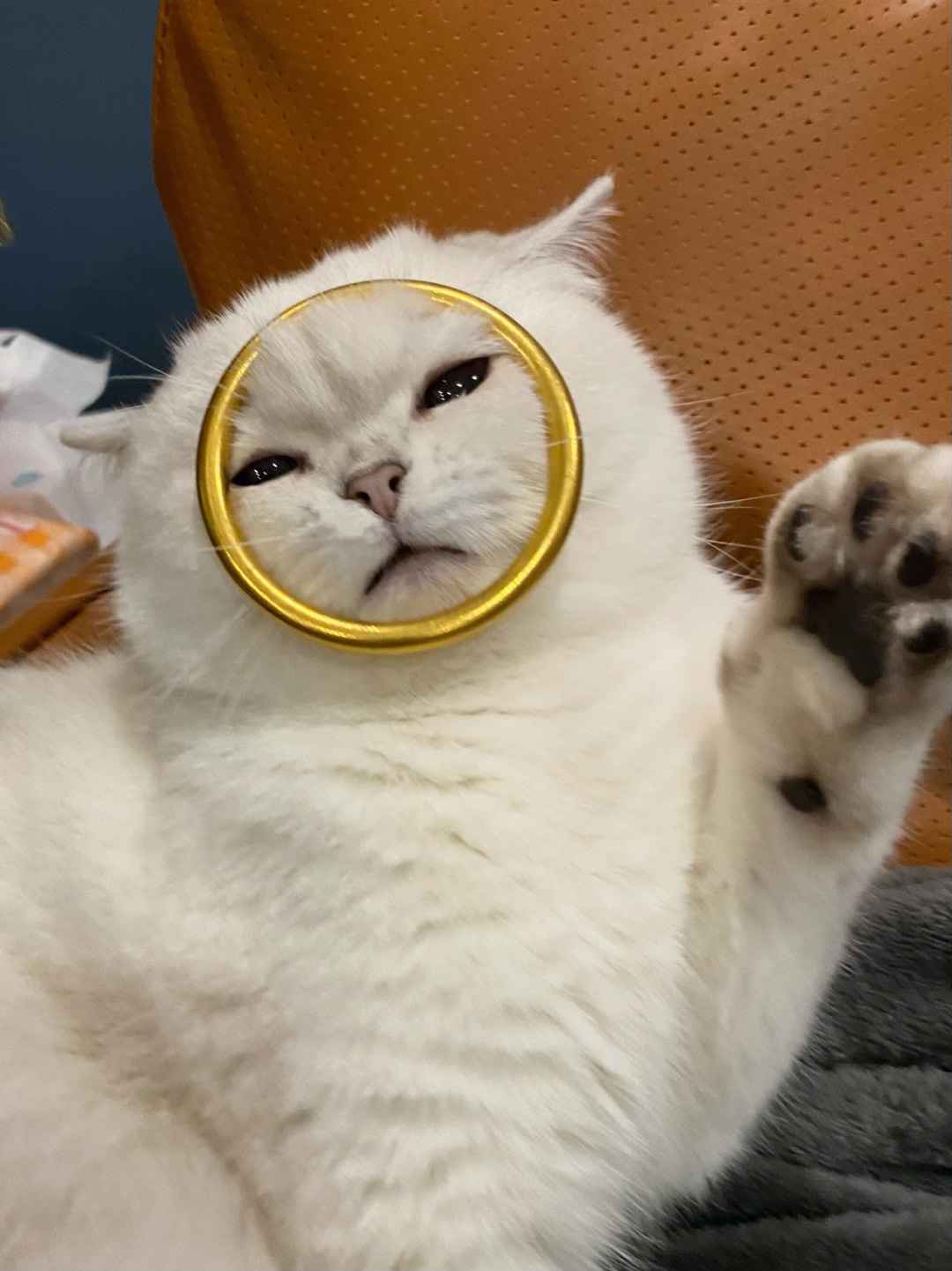 一只猫带着金箍图片图片