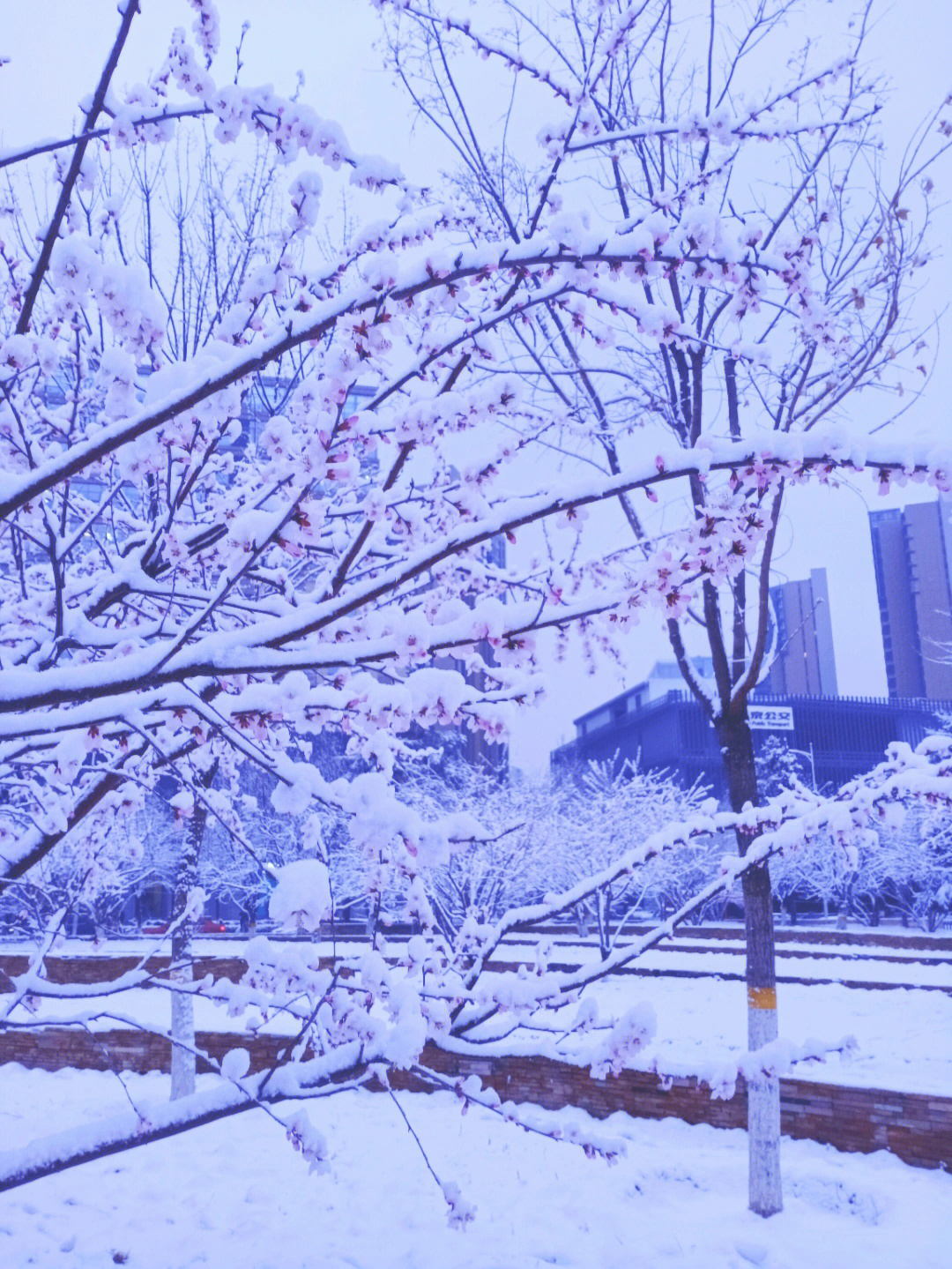 三月桃花伴雪太美了吧
