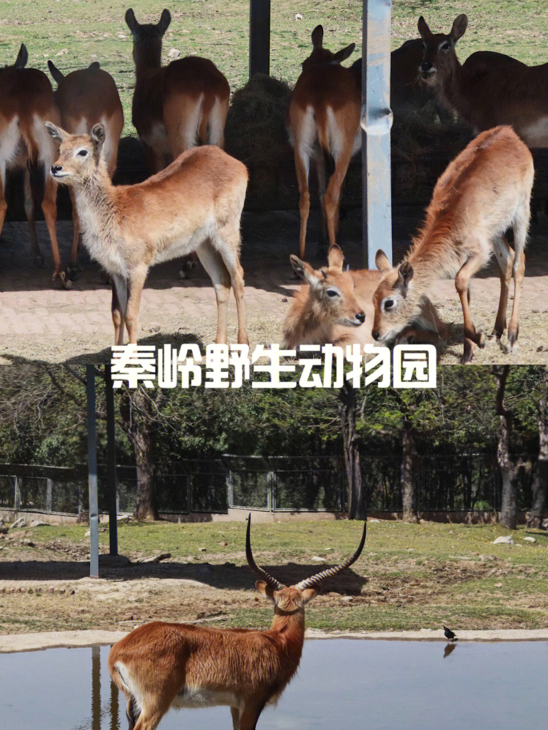 秦岭野生动物园电话图片
