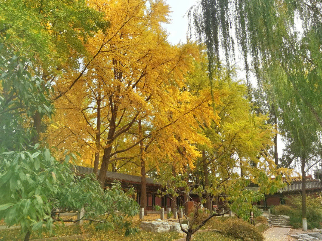中山公园的秋色渐浓,南门左手的银杏树叶已经变黄,地上落下一层黄色的