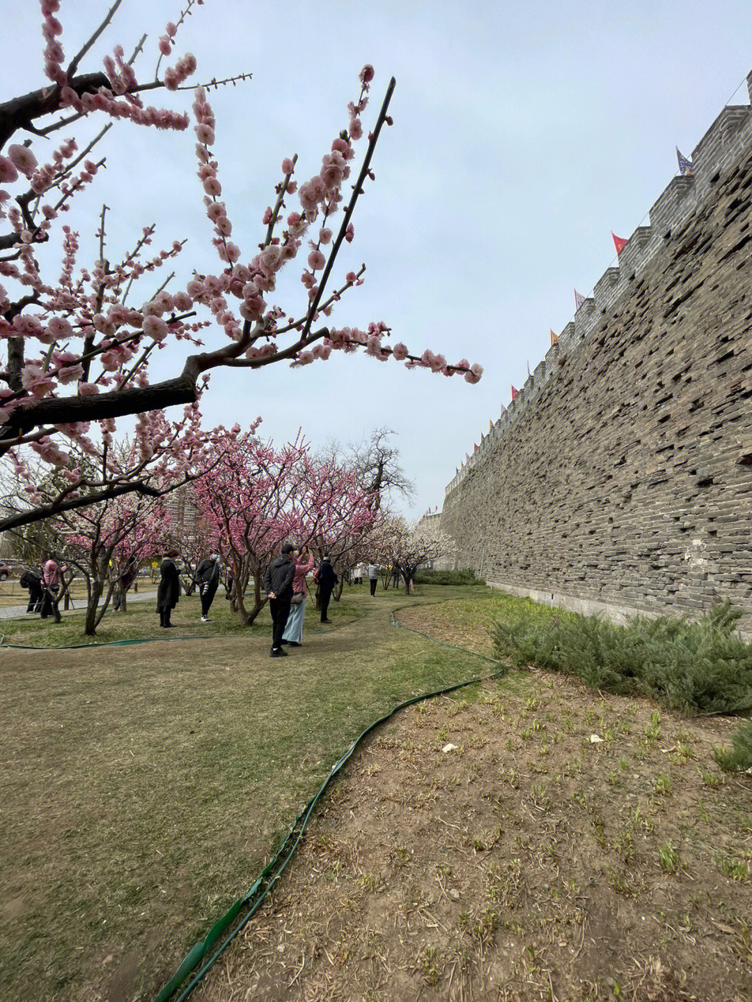 明城墙遗址公园梅花有约